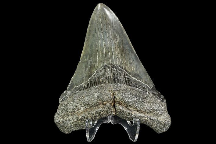 Fossil Megalodon Tooth - Georgia #104567